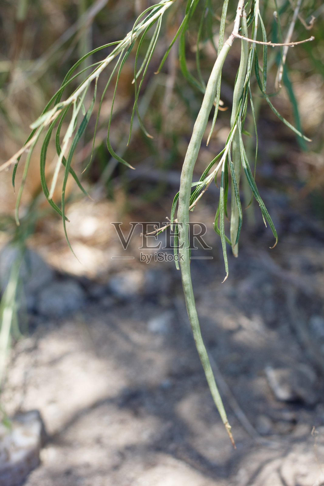 Chilopsis linearis果-二十九棕榈- 073120b照片摄影图片