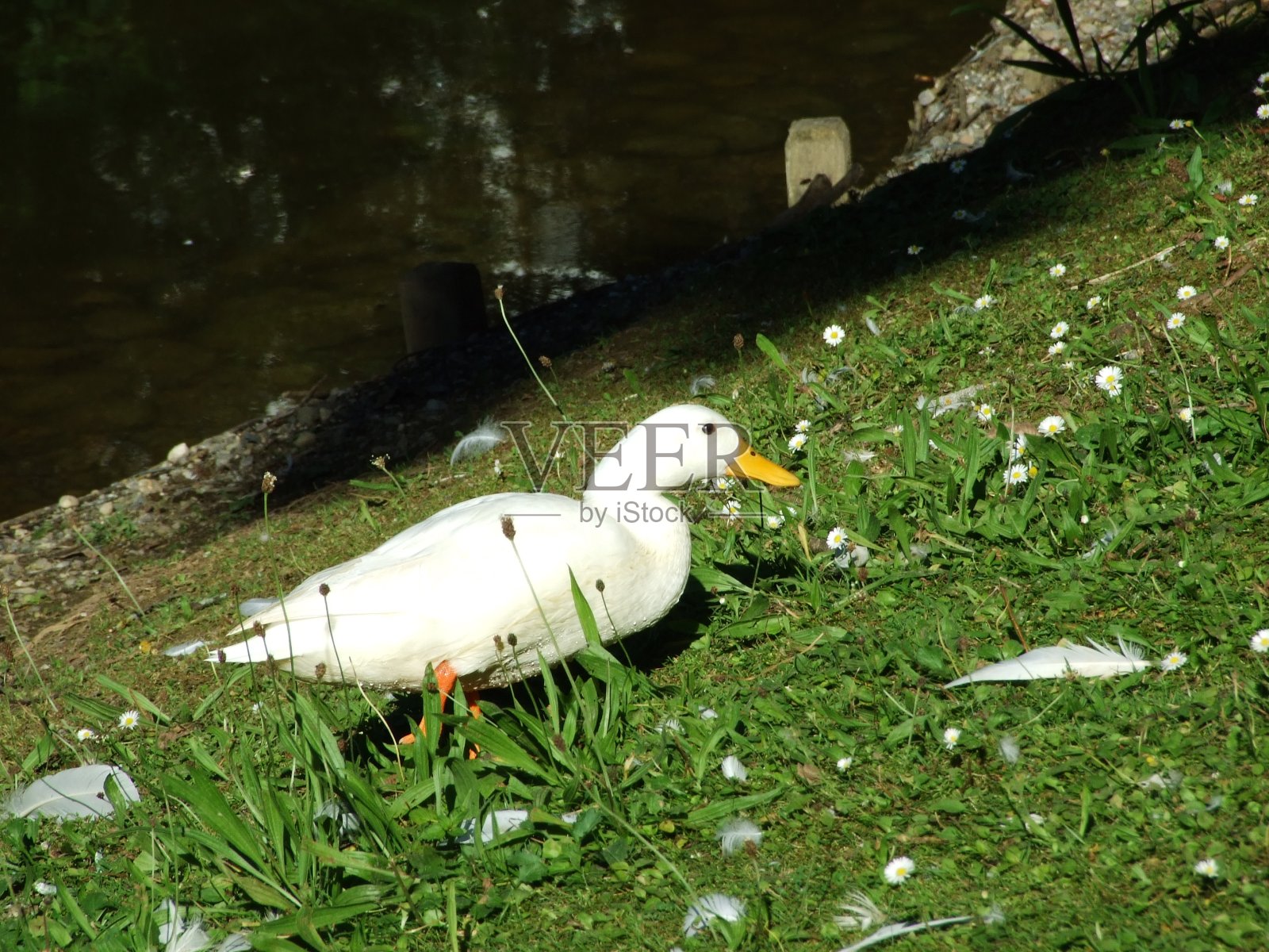 草地上的白鸭子照片摄影图片
