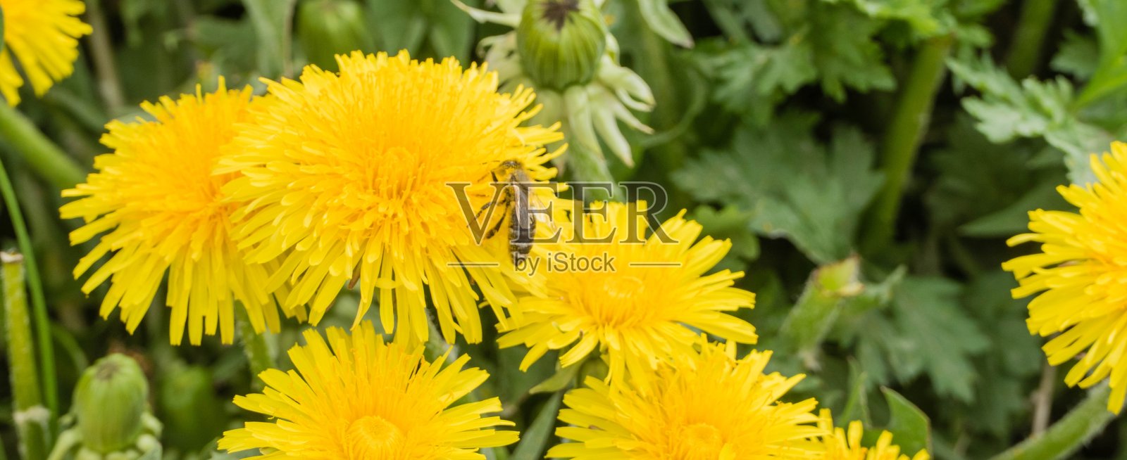 Panorama蜜蜂在蒲公英上照片摄影图片