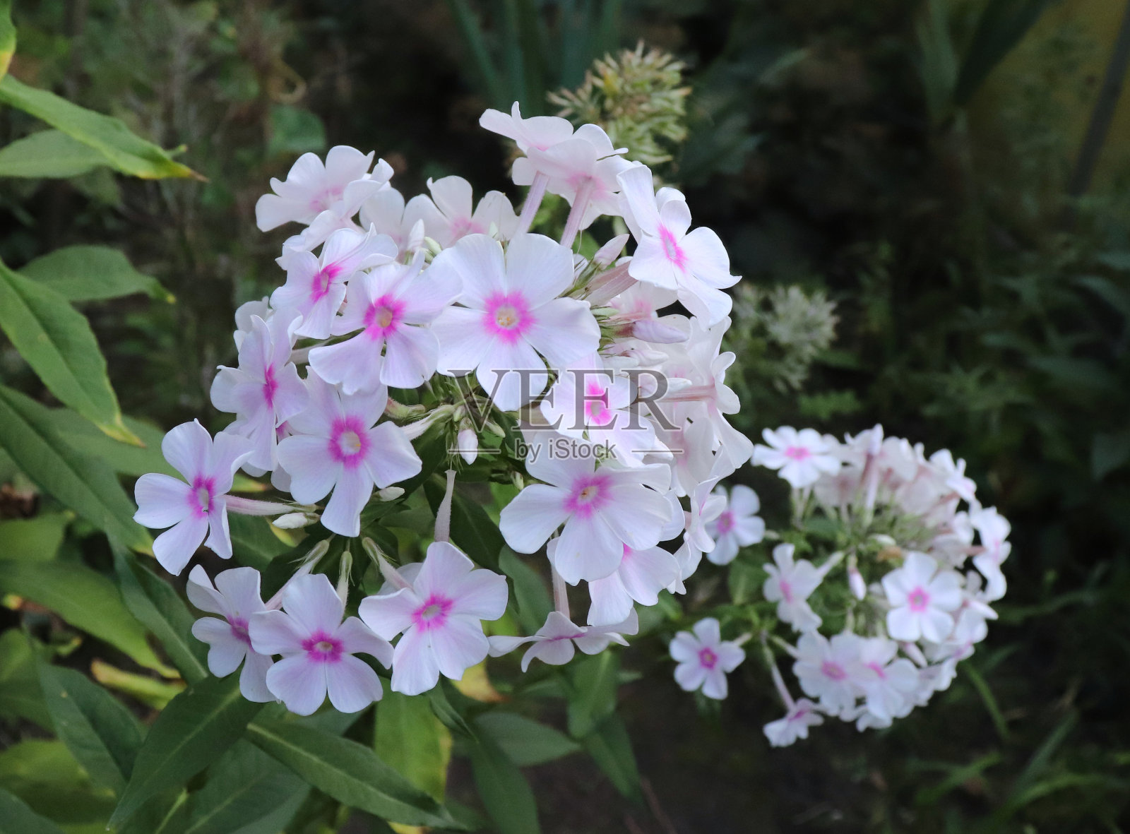 夹竹桃花近距离开放。照片上的绿色花园背景在花园。在绿色的背景下，一个盛开的夹竹桃花的照片是正确的。春天的背景。照片摄影图片