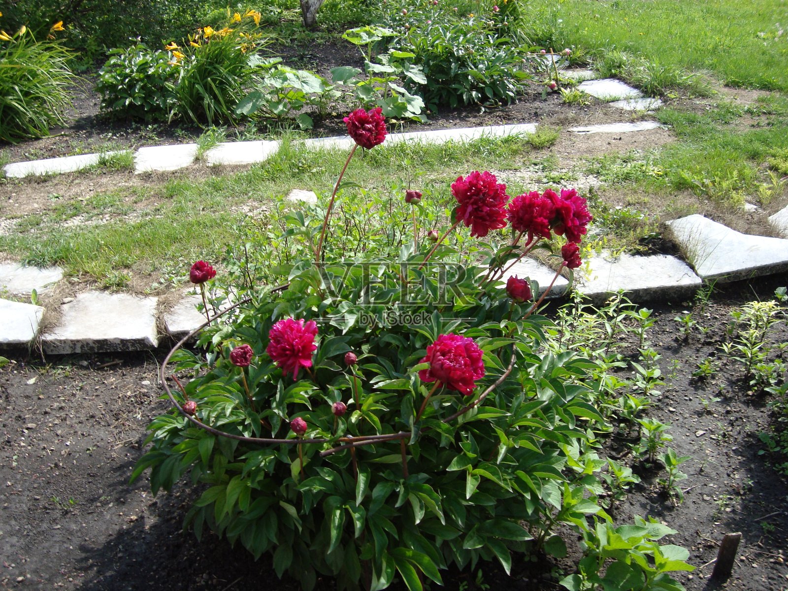 夏天，花坛上有五颜六色的花照片摄影图片