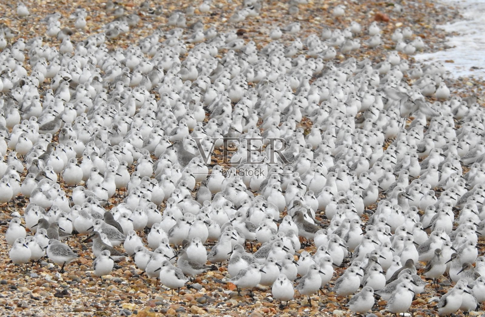 涨潮时，一大群桑德林鱼聚集在卵石海滩上照片摄影图片