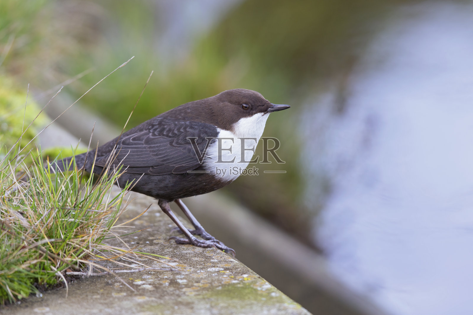 混凝土墙上一个白喉勺的特写。照片摄影图片