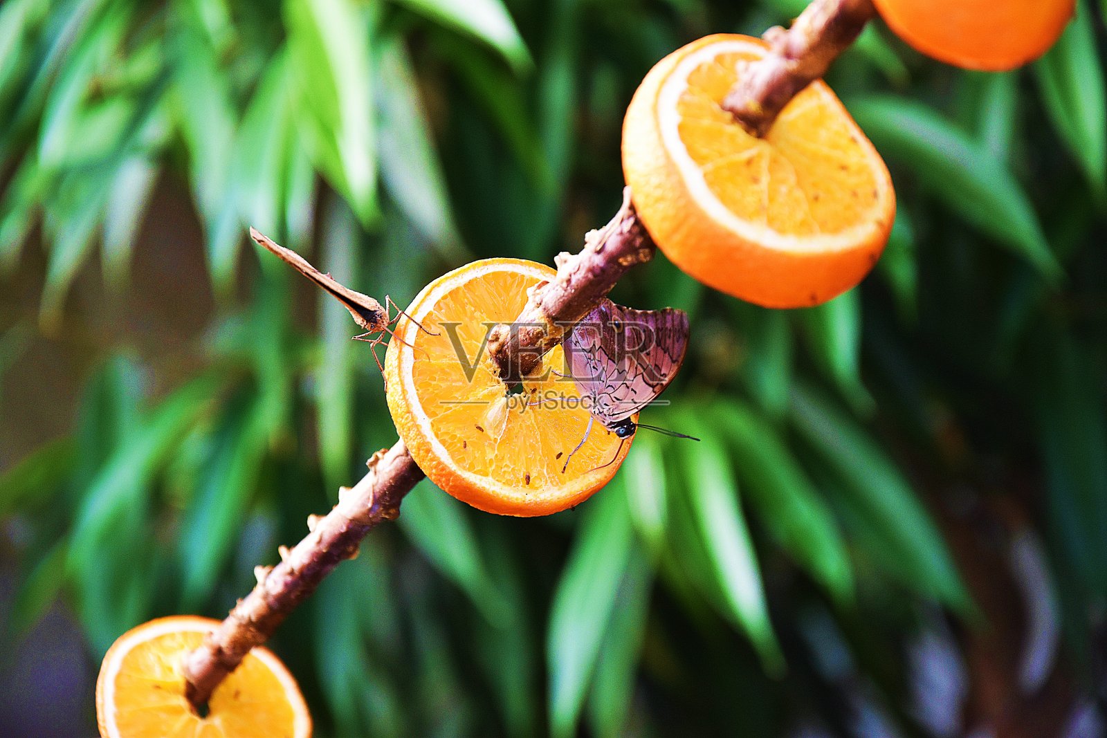 蝴蝶照片摄影图片