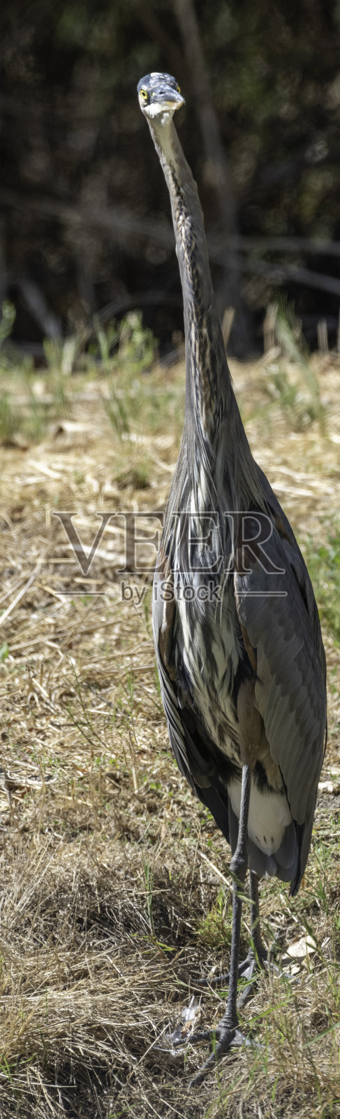 鹭先生照片摄影图片