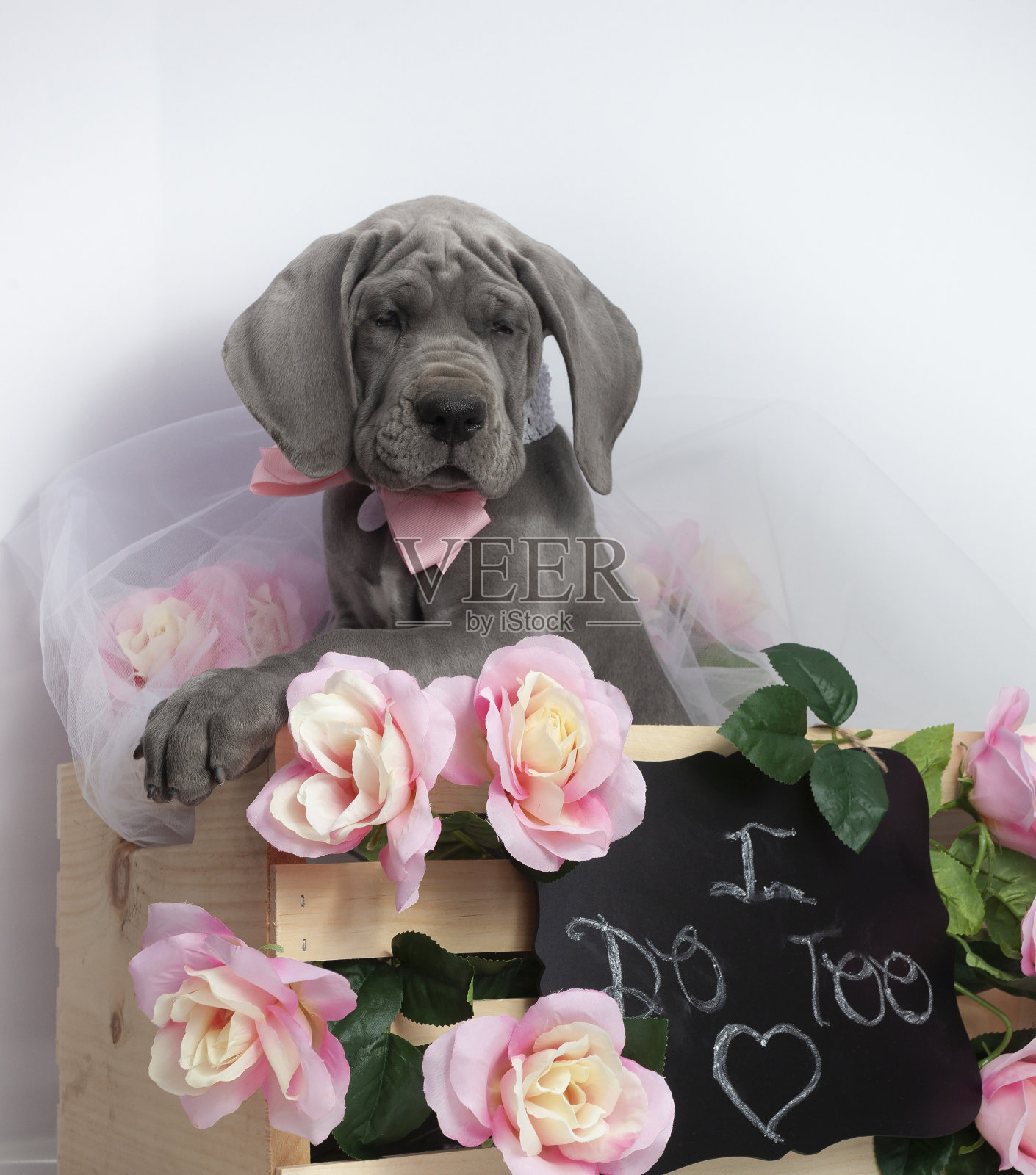 灰色大丹犬纯种小狗与花和我爱你太标志照片摄影图片