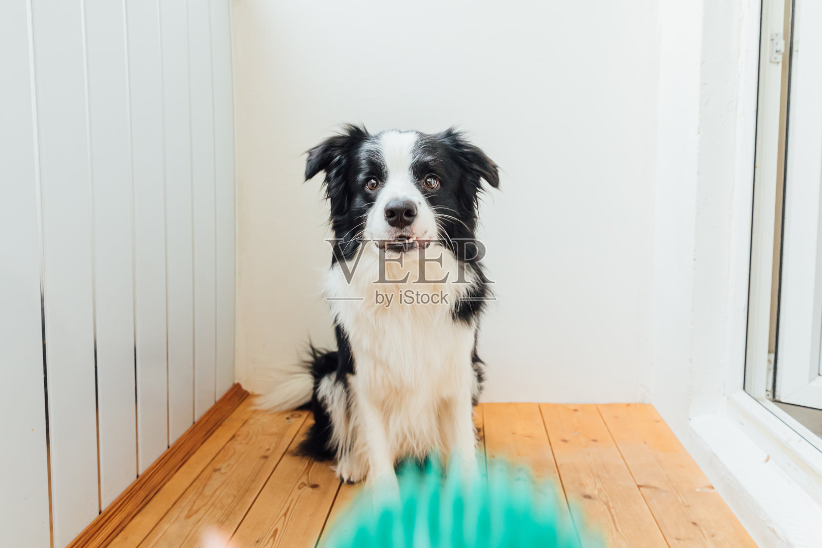 滑稽的肖像可爱的微笑小狗边境牧羊犬拿着玩具球在嘴。家庭的新成员小狗在家里与主人玩耍。宠物活动和游戏在家里的概念照片摄影图片