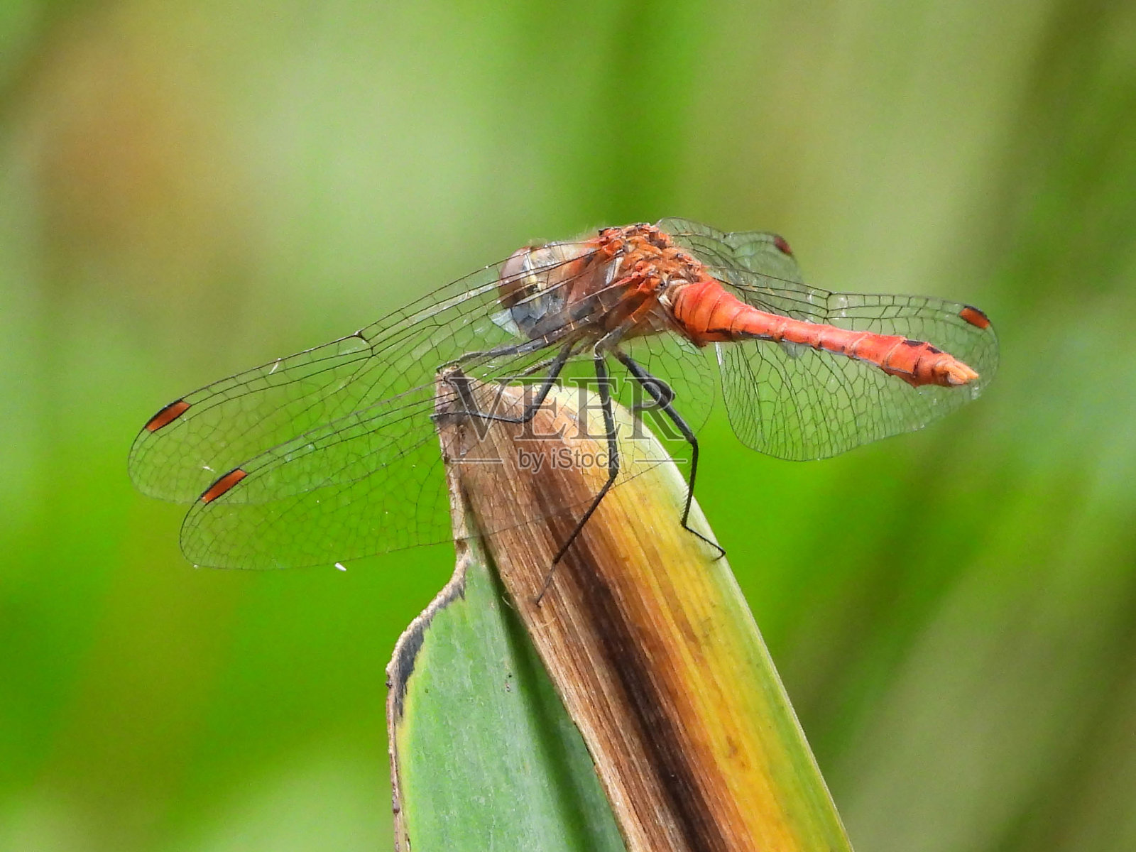 血共聚体——血红共聚体——血红共聚体照片摄影图片