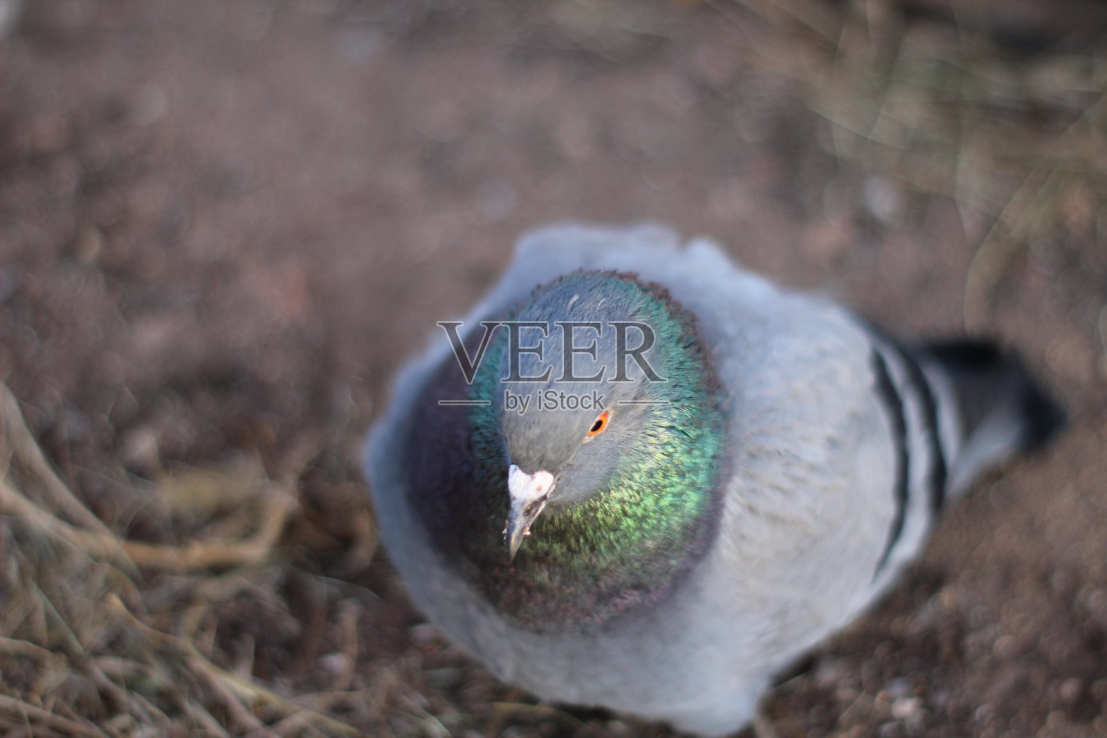 鸽子特写美丽的鸽子与明亮的羽毛，翅膀和眼睛，锋利的嘴好奇地看和啄食食物照片摄影图片