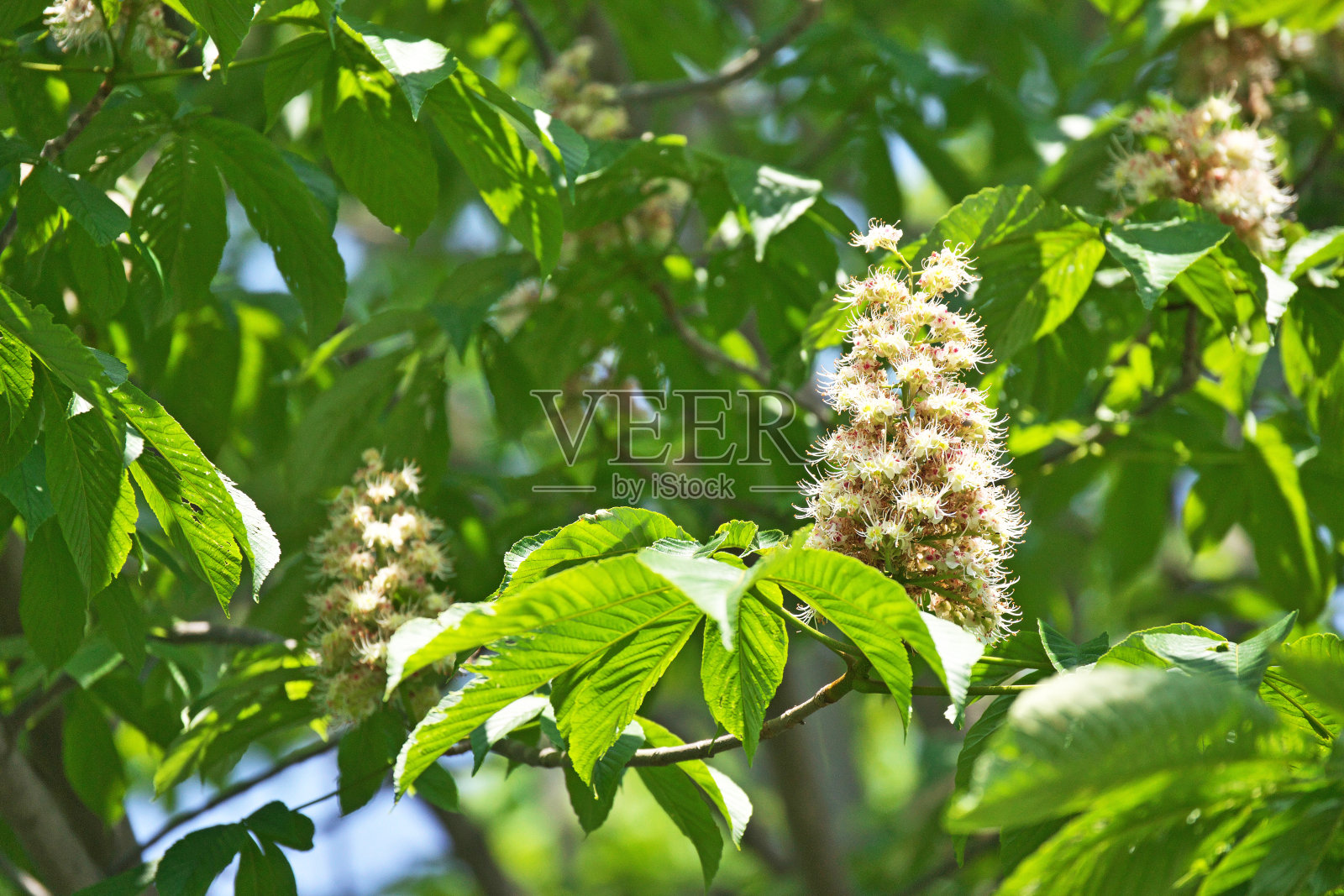 栗照片摄影图片