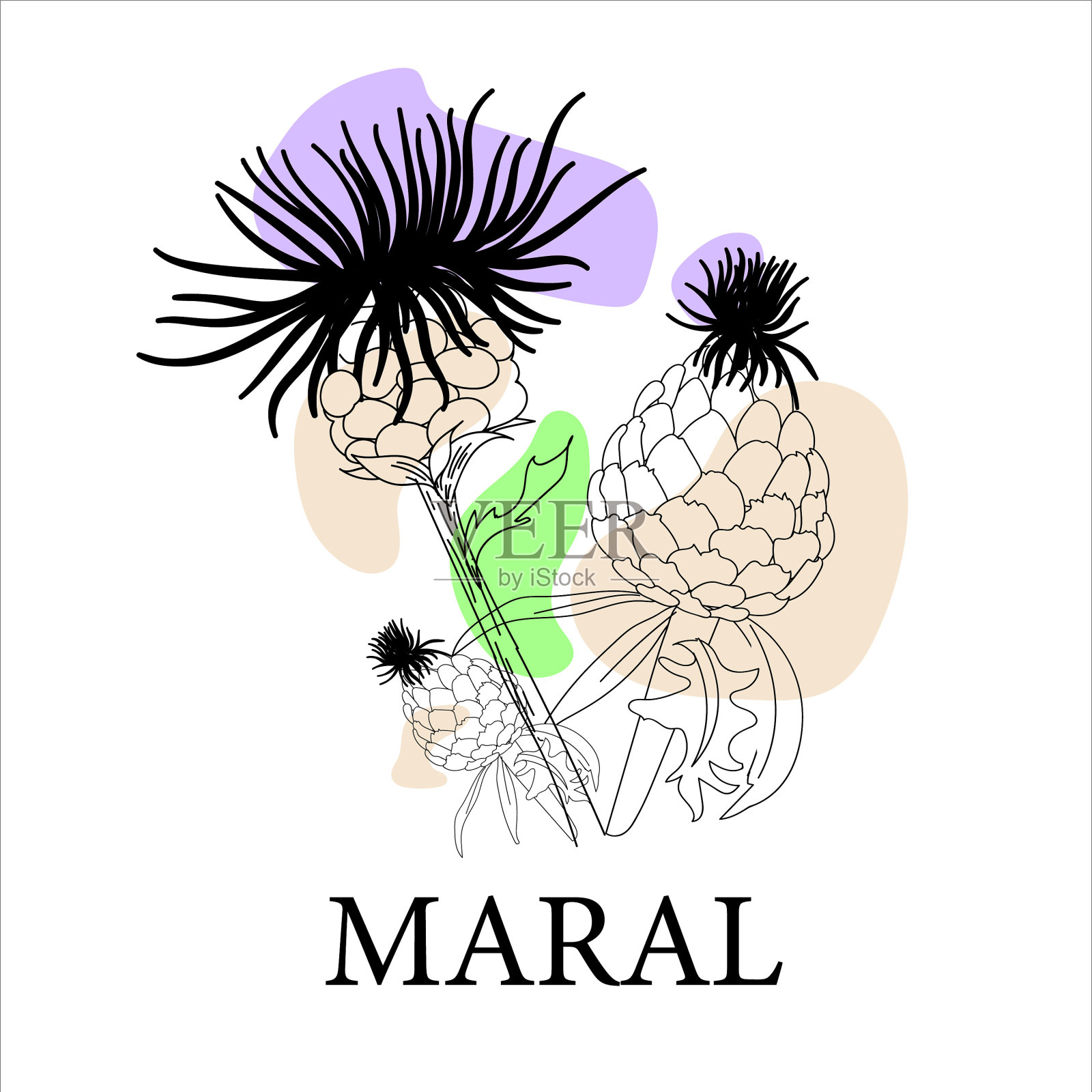 药用植物线纹马槟榔根插画图片素材