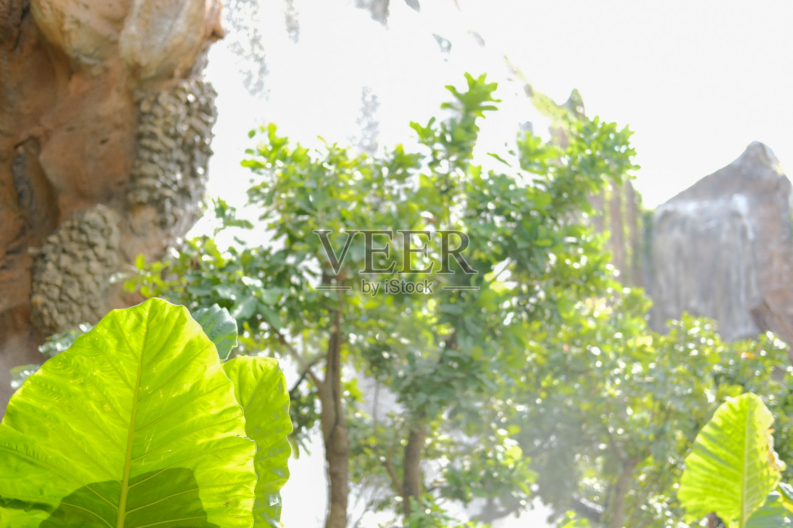 绿叶植物装饰花园照片摄影图片