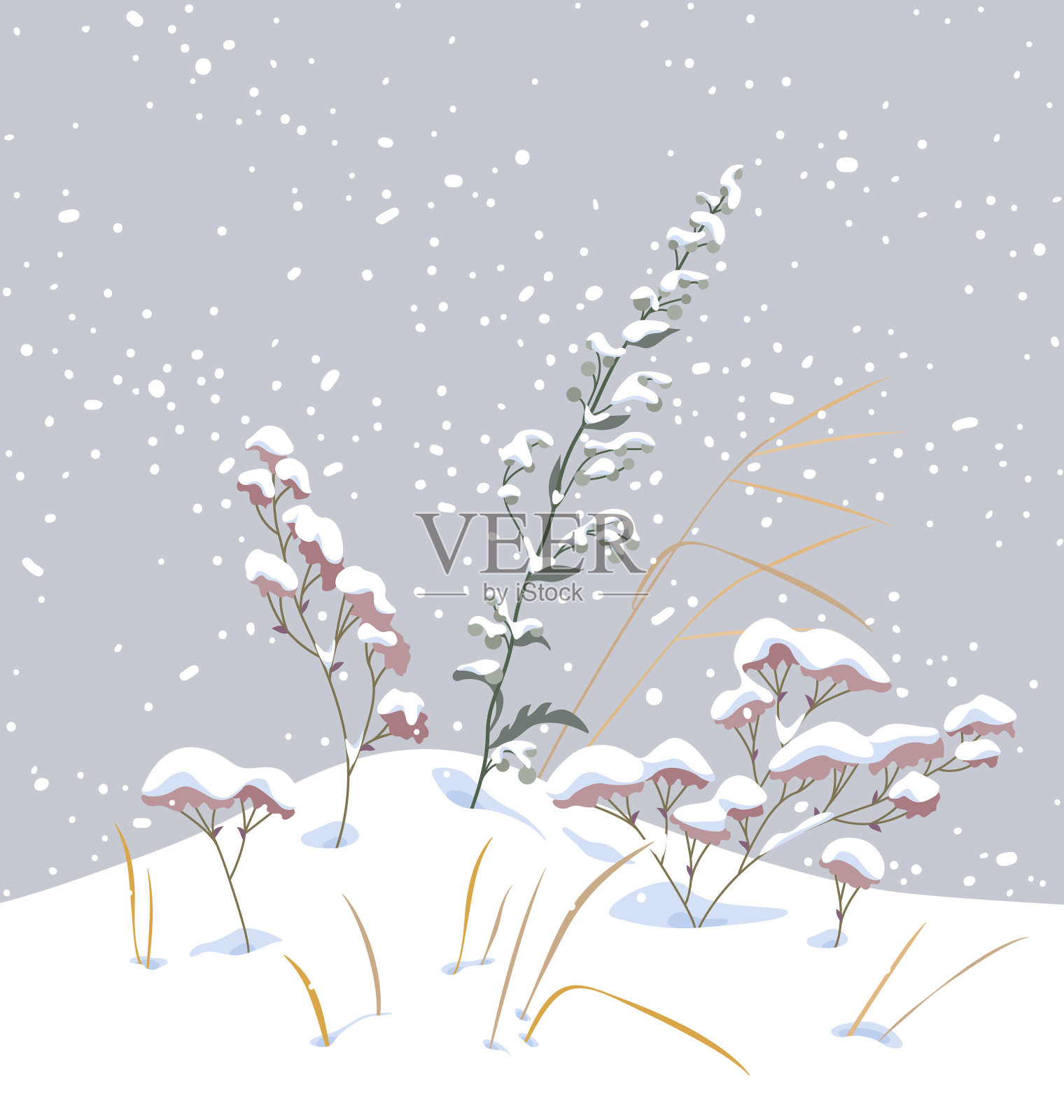 冬雪覆盖的草甸植物。插画图片素材
