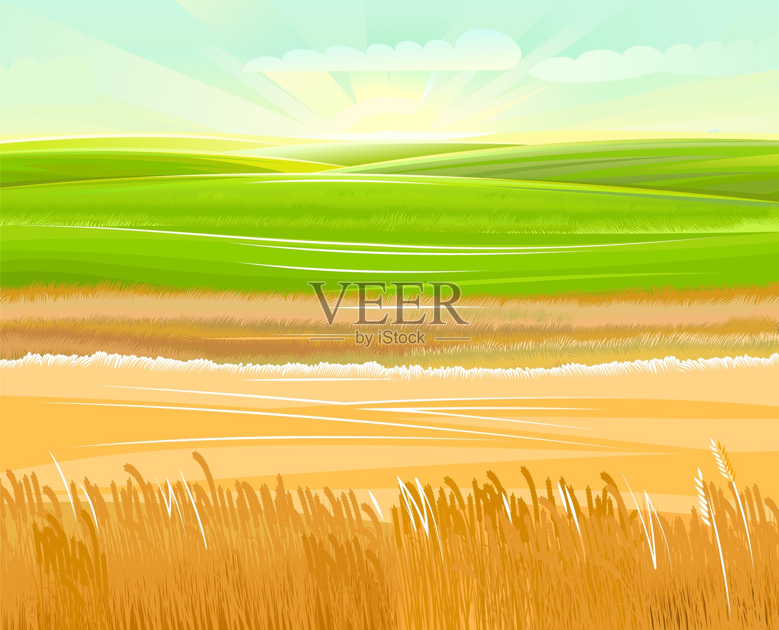 麦田。农村的风景。草甸山和牧场。谷物穗:大麦，黑麦。夏日田园风光。插图。向量插画图片素材