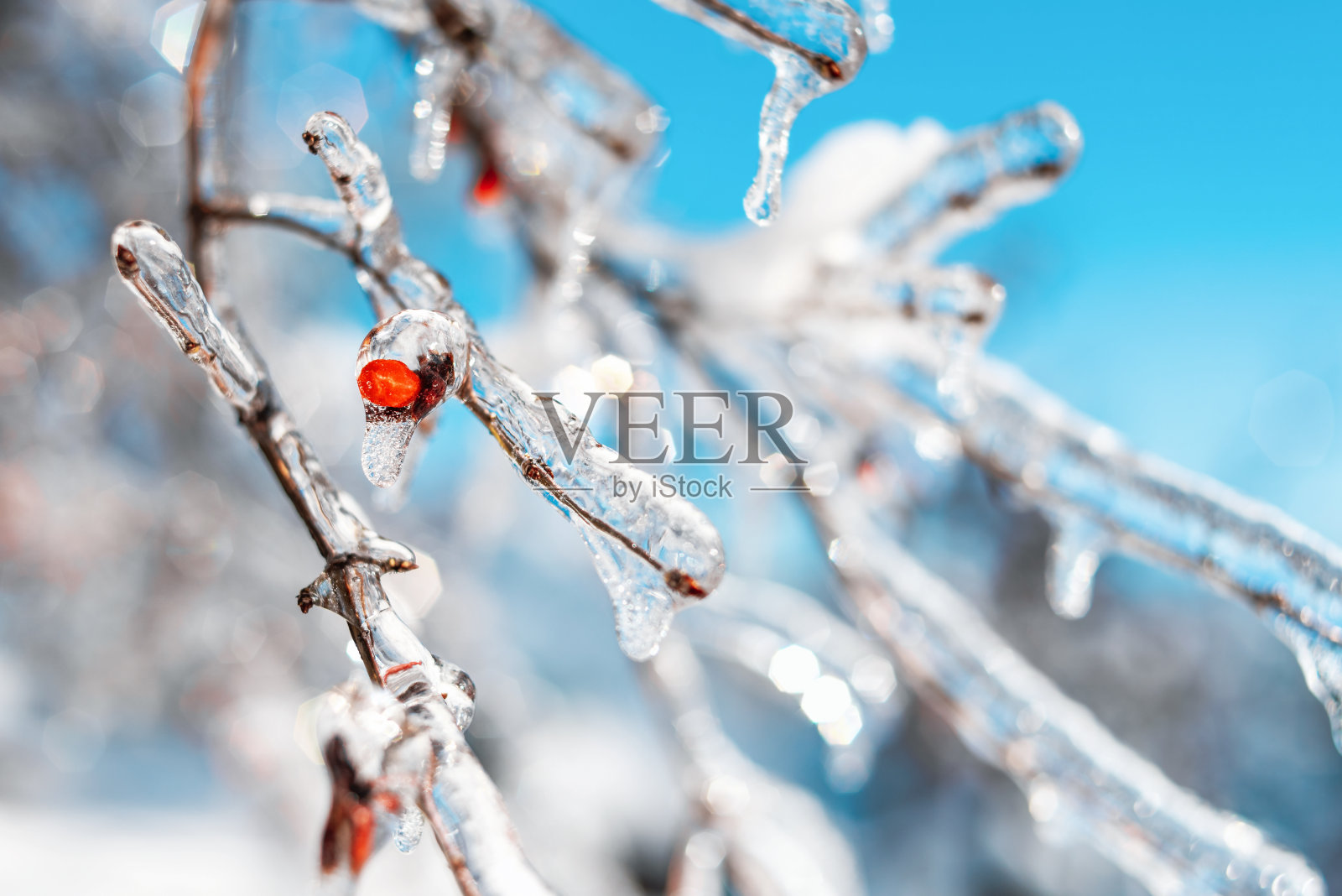 树枝上有闪闪发光的雪和冰柱。严寒的天气照片摄影图片