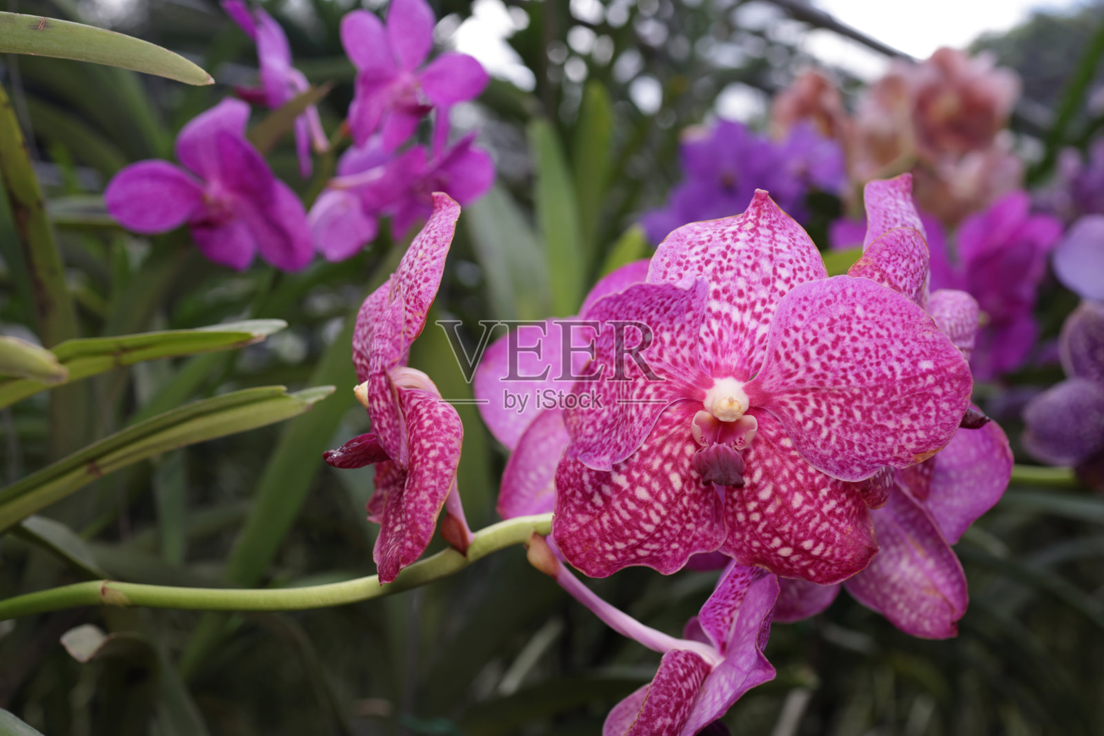 美丽的热带vandanda兰花照片摄影图片