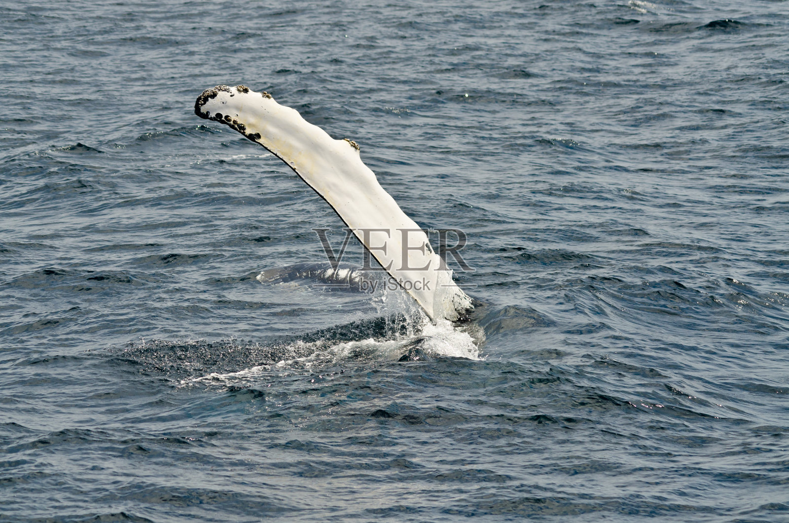 座头鲸游泳照片摄影图片