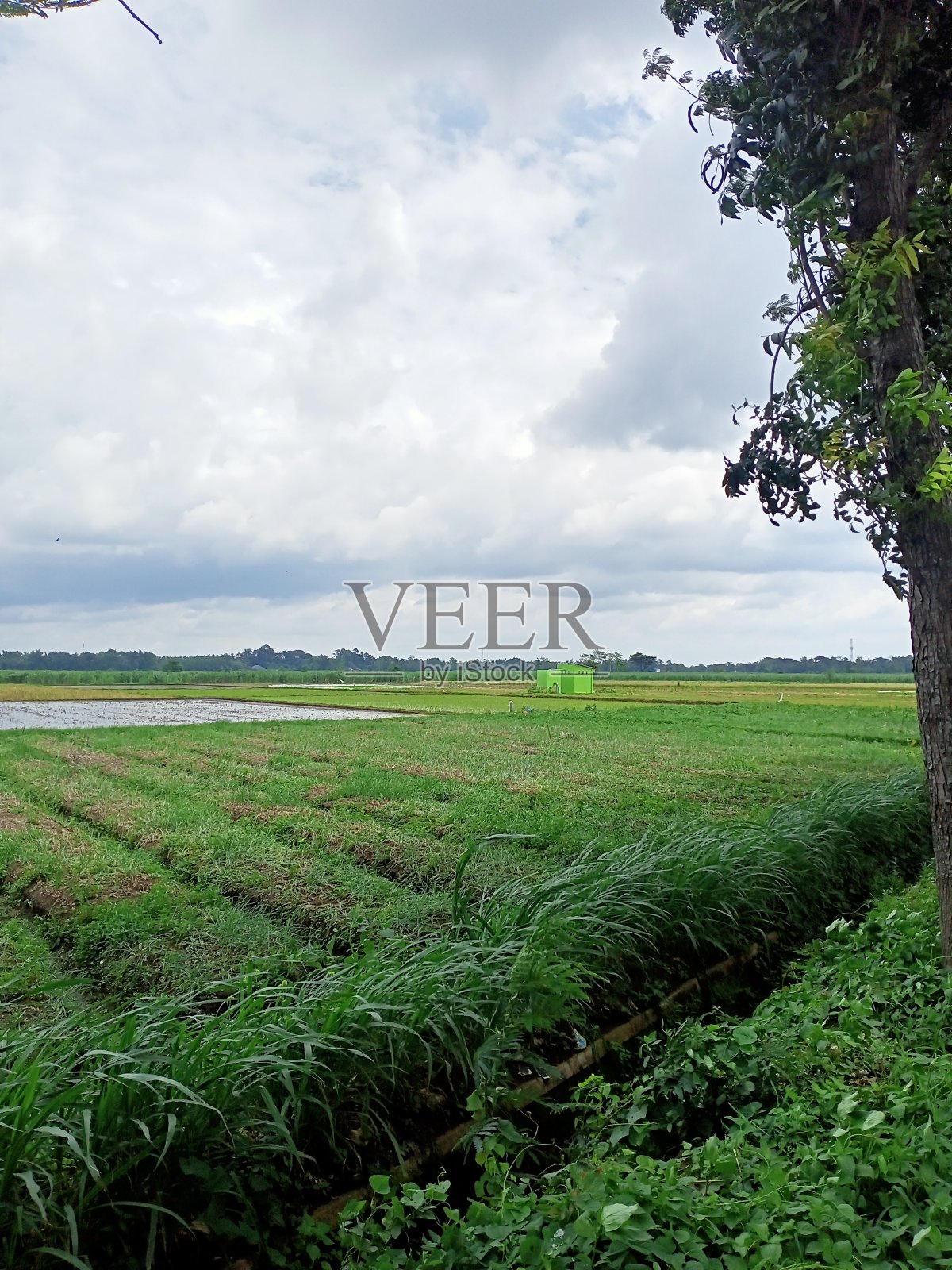 绿色照片摄影图片