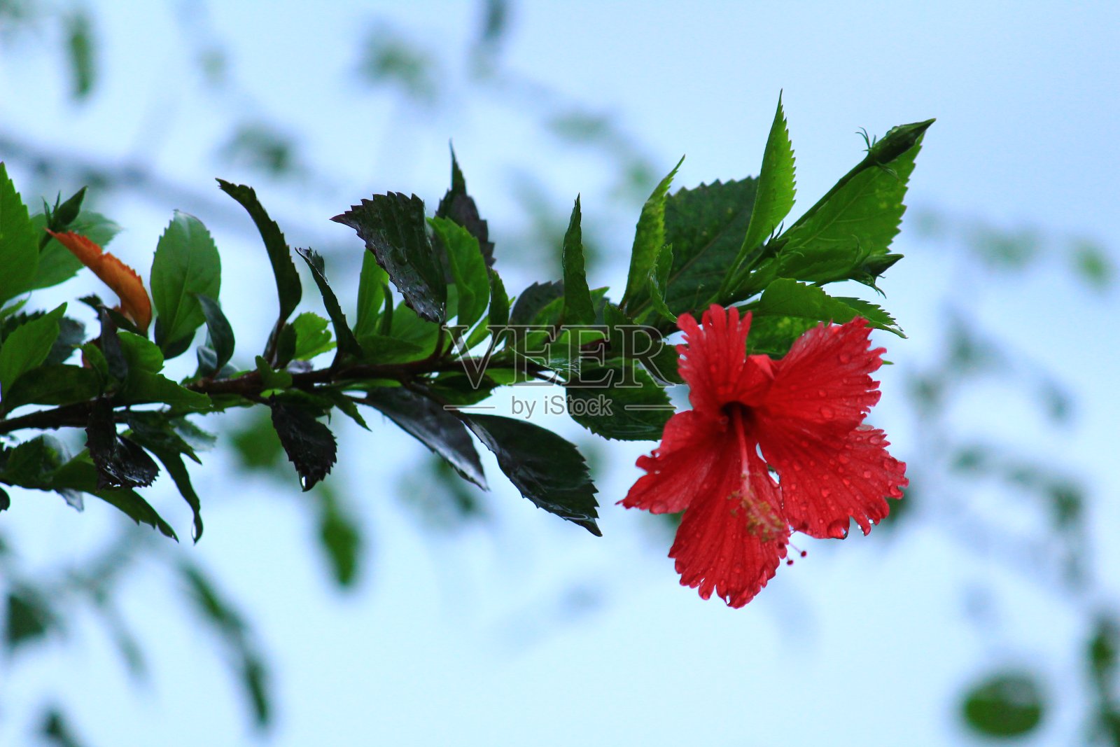 盛开着红花的芙蓉花在傍晚的花园和天空中作背景照片摄影图片