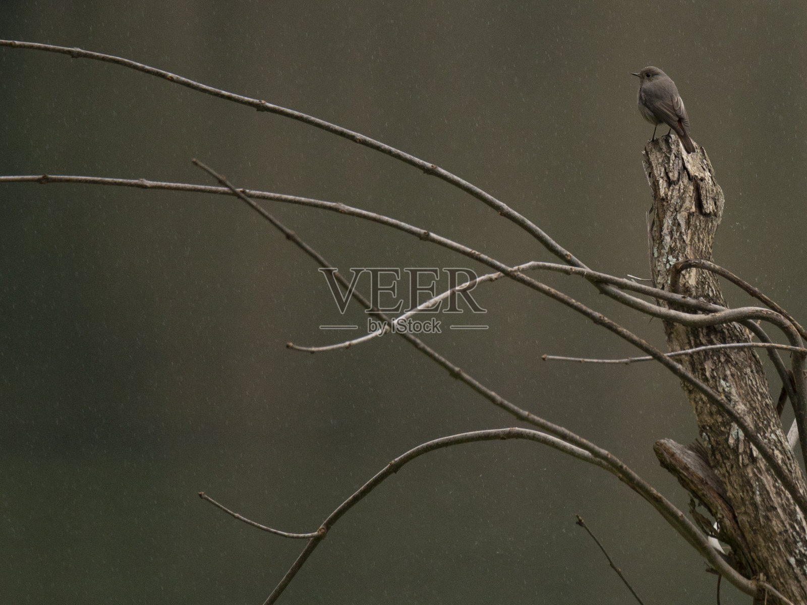 一只名叫“Rabirruivo preto”的幼雌鱼，摄于葡萄牙波沃亚德兰霍索的维里姆，冬天的一个雨天。照片摄影图片
