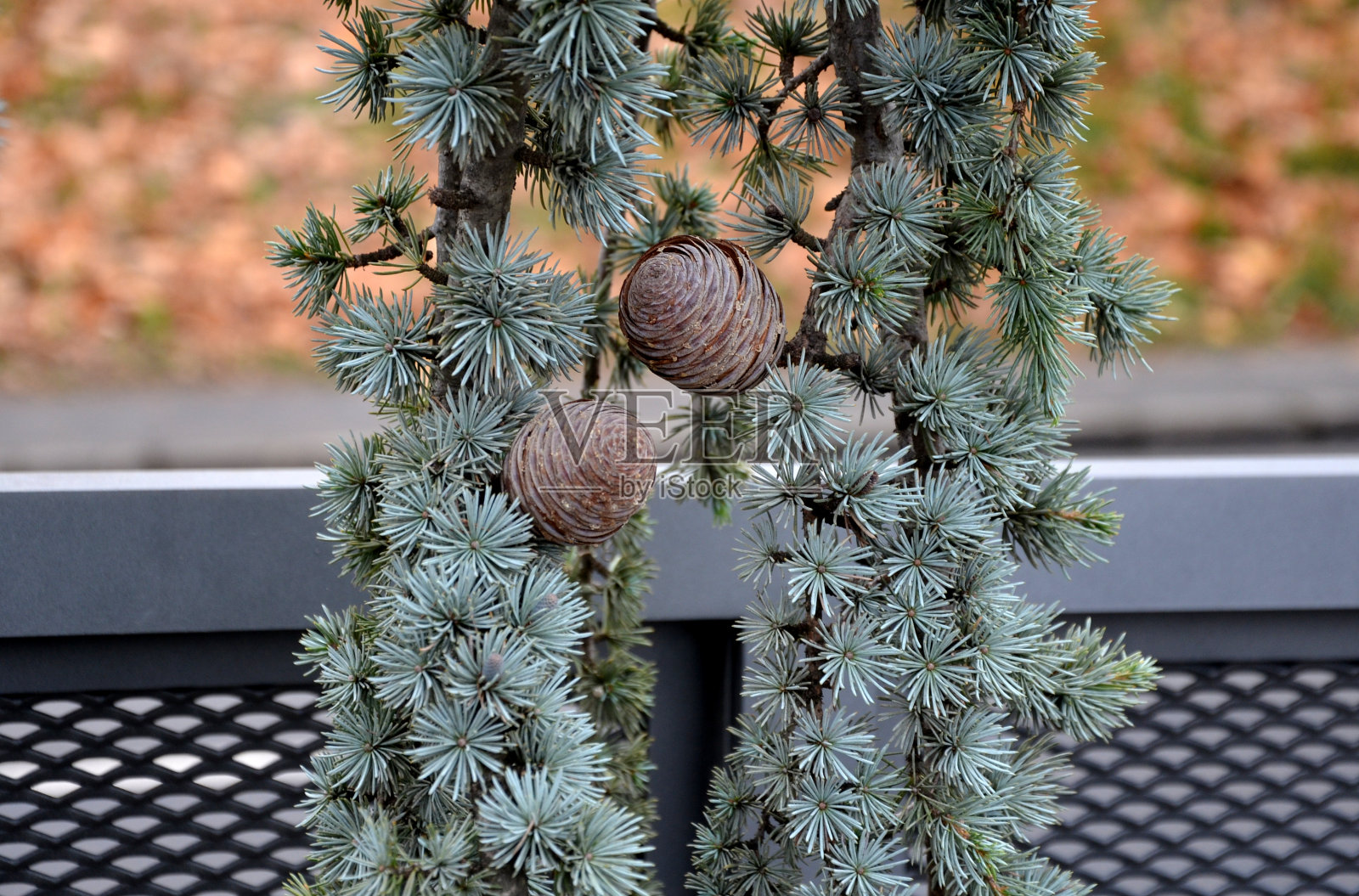悬垂的大西洋雪松有着明显的蓝银杉针叶，是常青树。灰绿色的针叶树，在草坪上。照片摄影图片