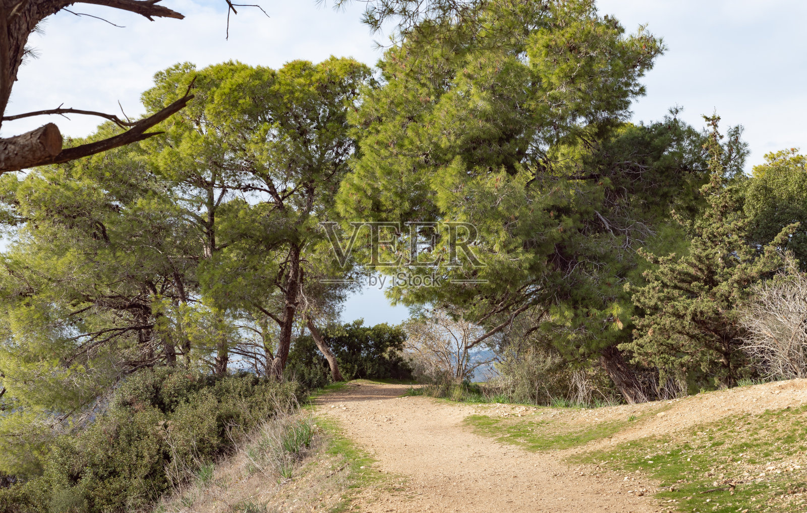 以色列塔沃尔山针叶林中的森林小路照片摄影图片
