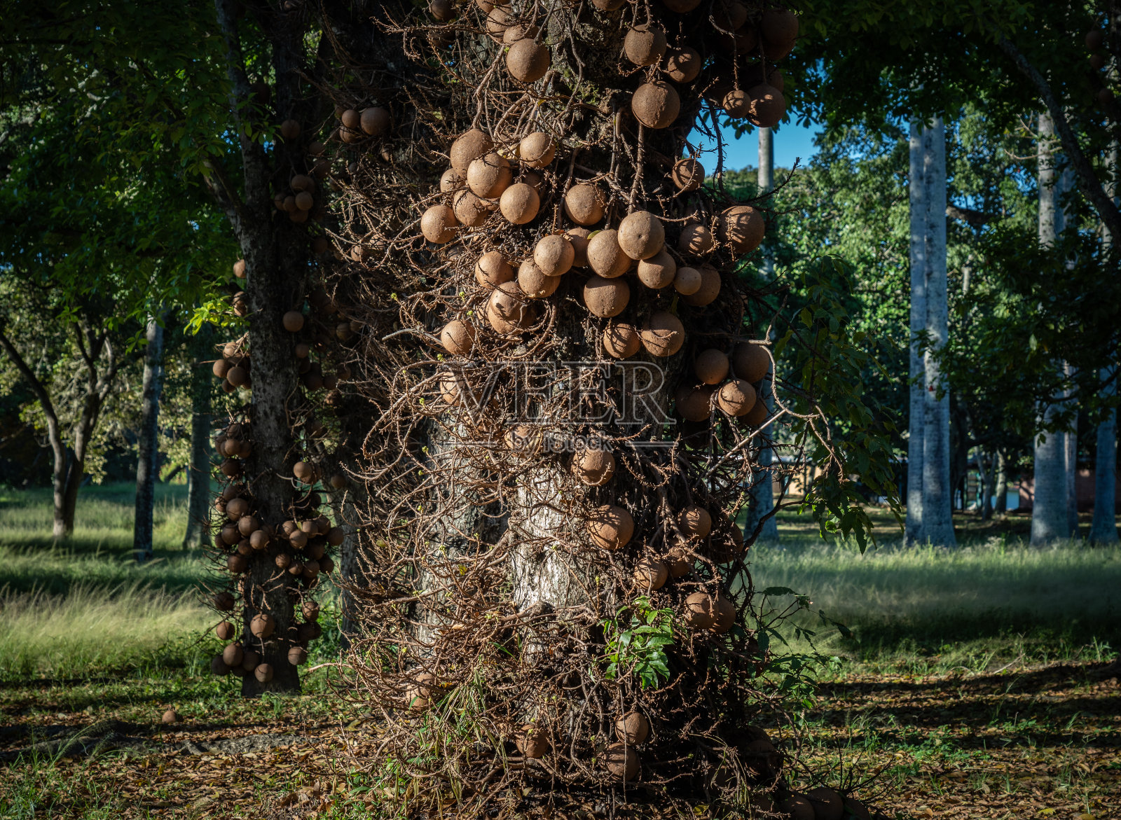 有坚果的热带异国树种照片摄影图片