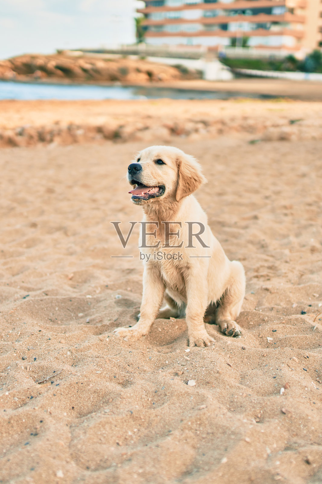 美丽和可爱的金毛小狗在沙滩上玩坐在金色的沙滩上。可爱的纯种拉布拉多在夏天的海岸照片摄影图片