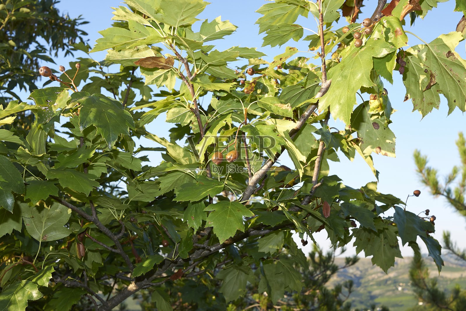花楸枝闭合照片摄影图片