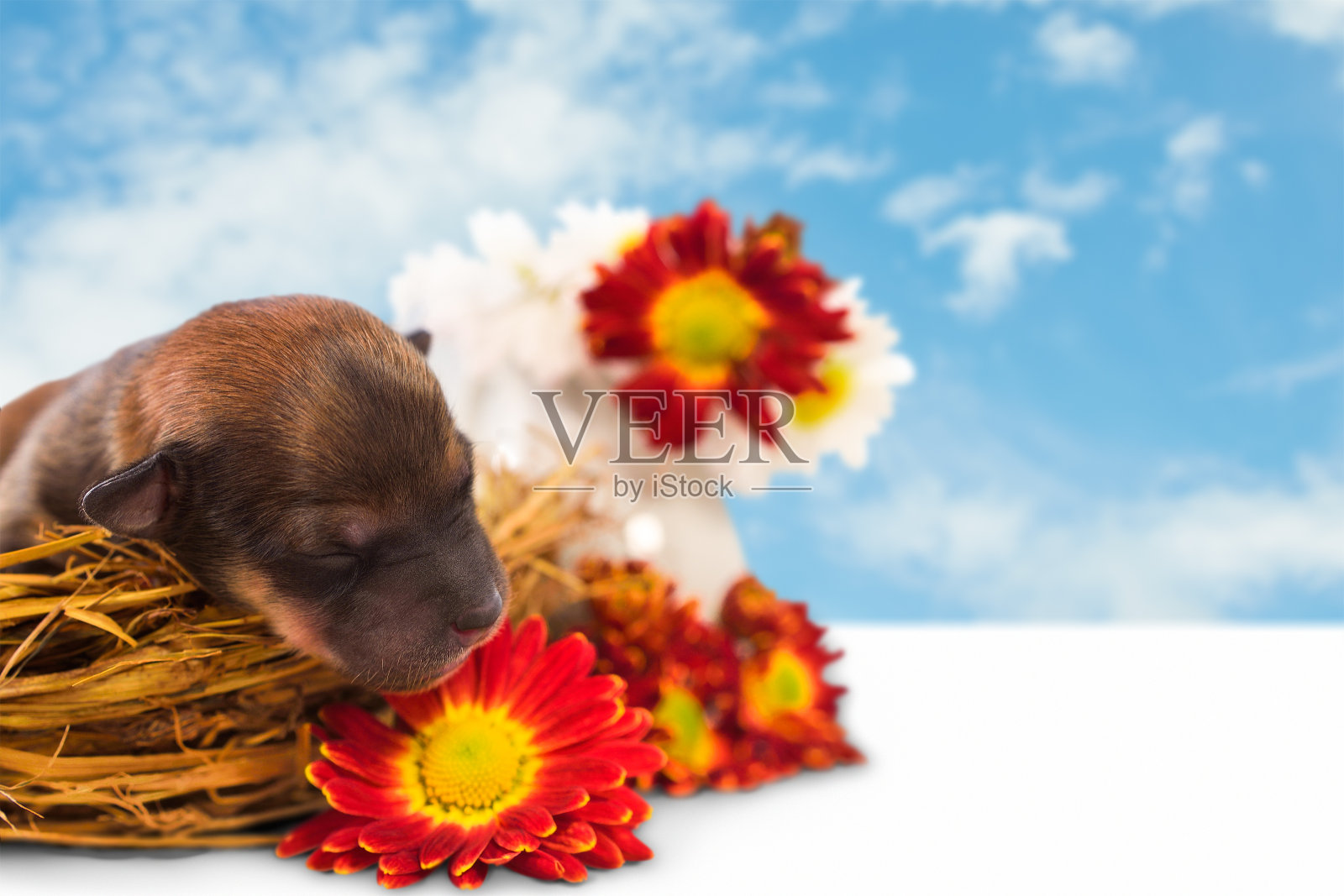 天空中窝里的小狗照片摄影图片