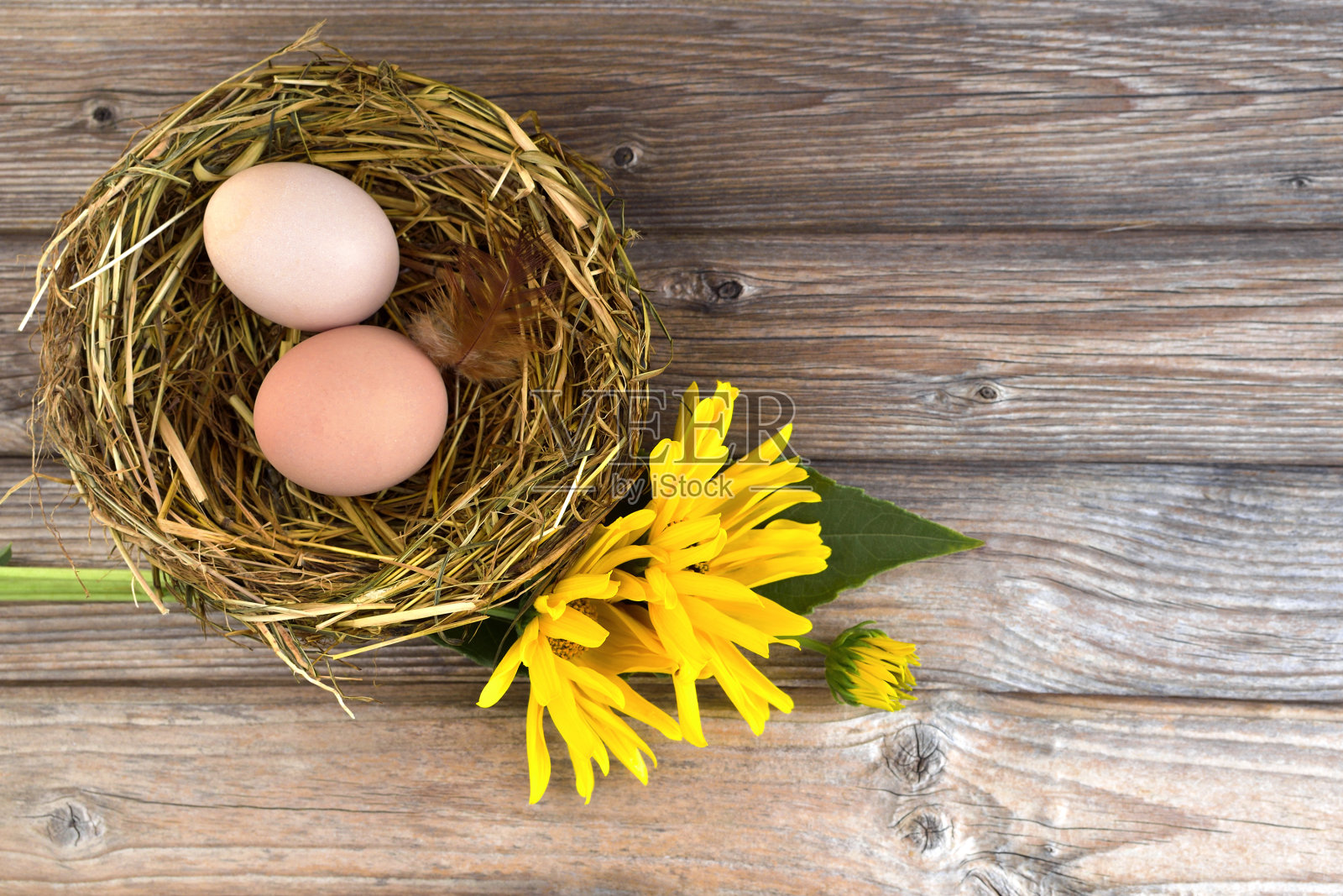 蛋在巢里照片摄影图片