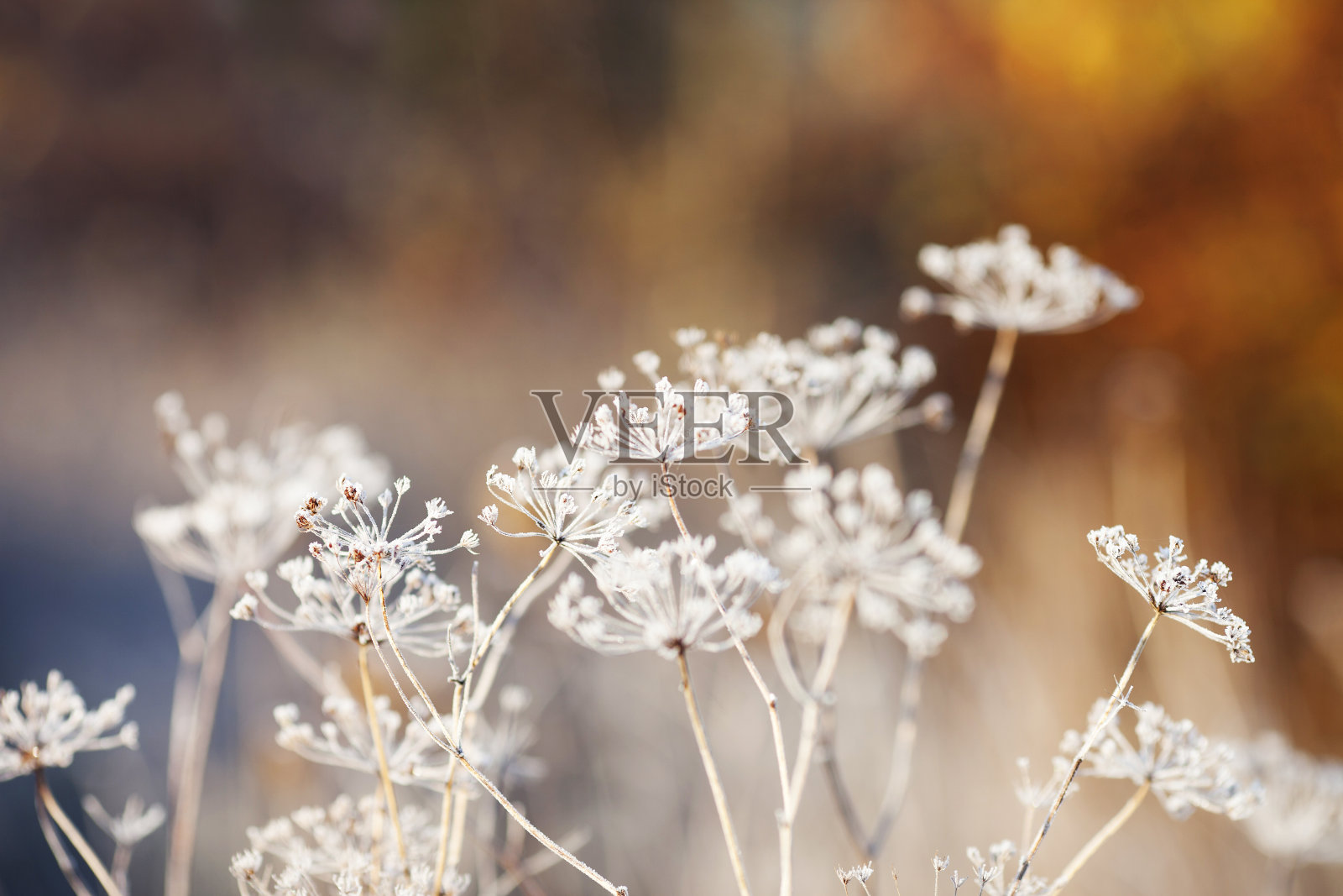 霜冻覆盖了野花。秋天乡间草地上的初霜。橙色秋天背景。软——。本空间照片摄影图片