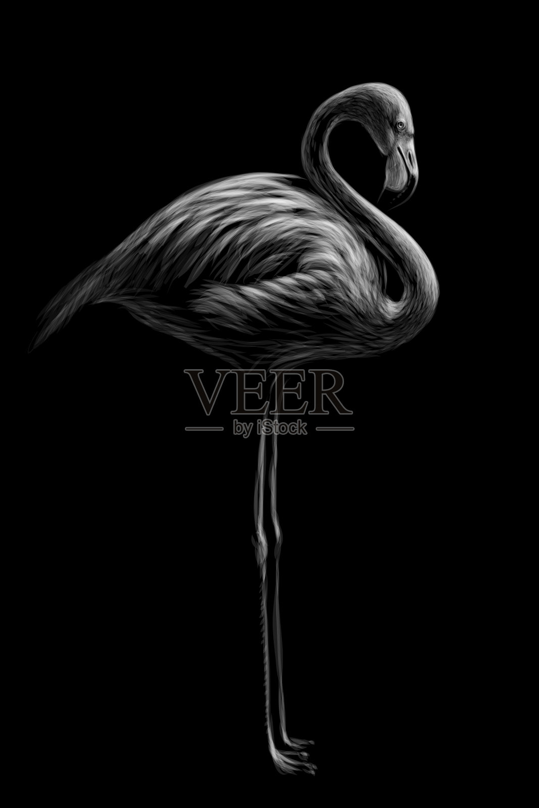 火烈鸟手绘黑白素描插画图片素材