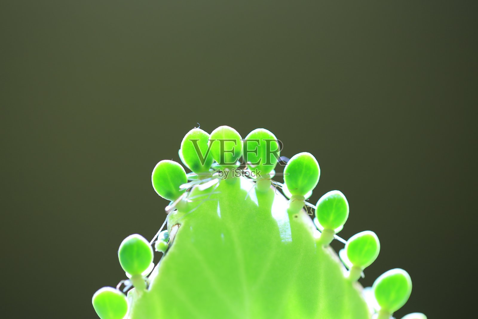 盆栽魔鬼的脊椎骨和它的幼崽照片摄影图片