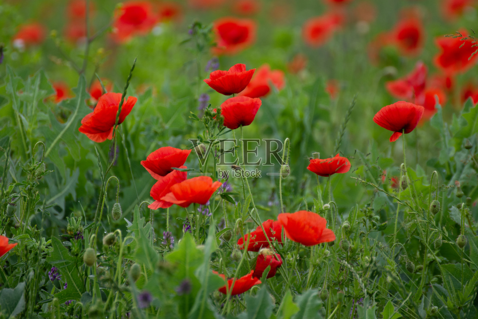 罗马尼亚锡乌地区克里斯特罂粟花田日出雾景，2020年照片摄影图片