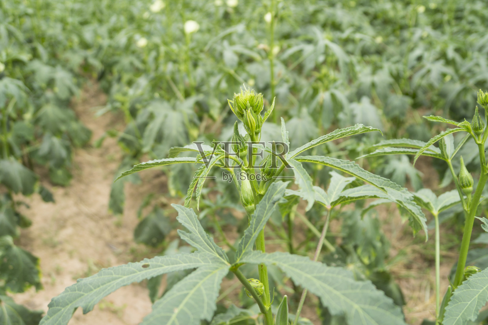 农场植物上的秋葵蔬菜照片摄影图片