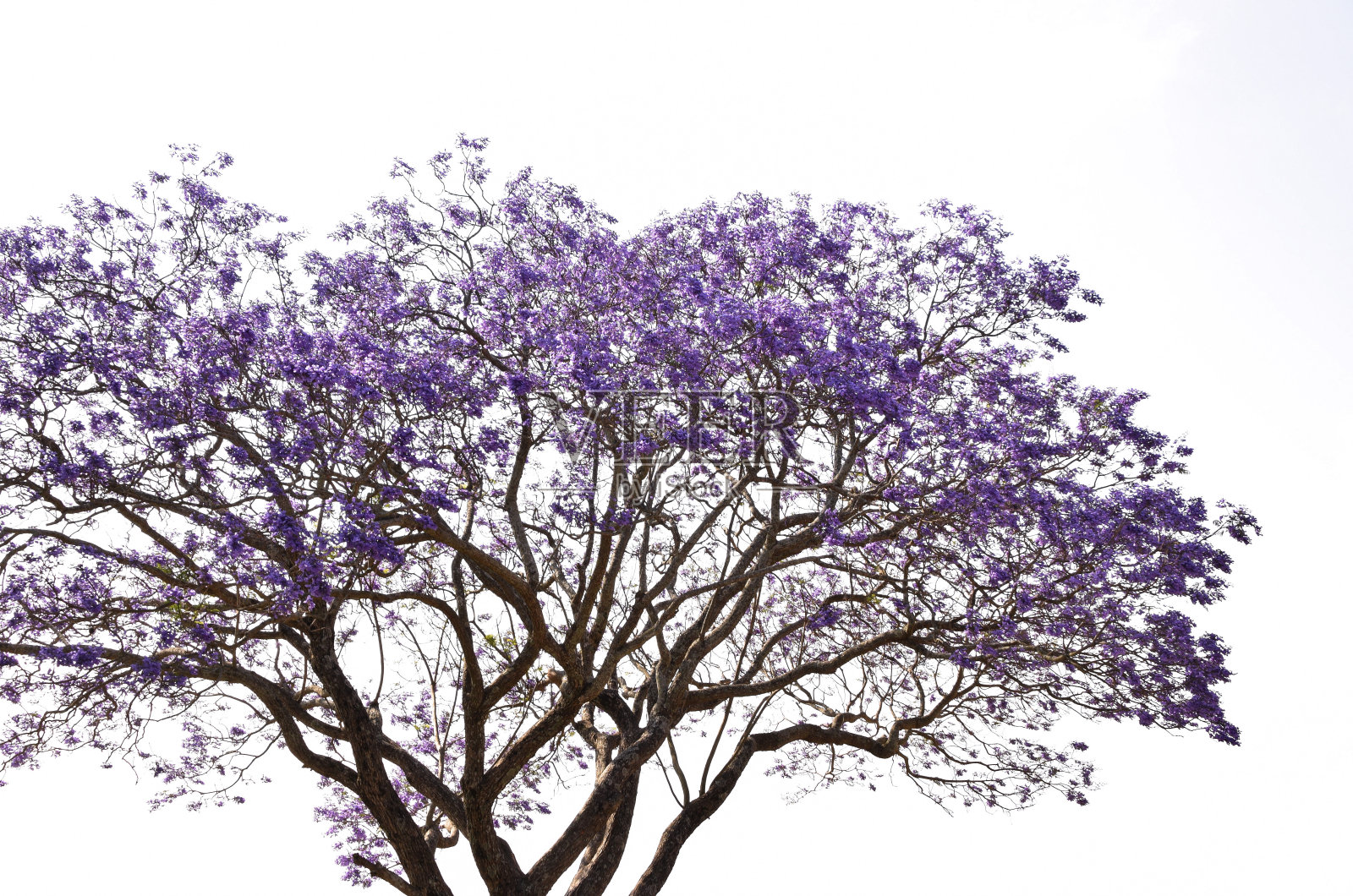 紫色的花照片摄影图片