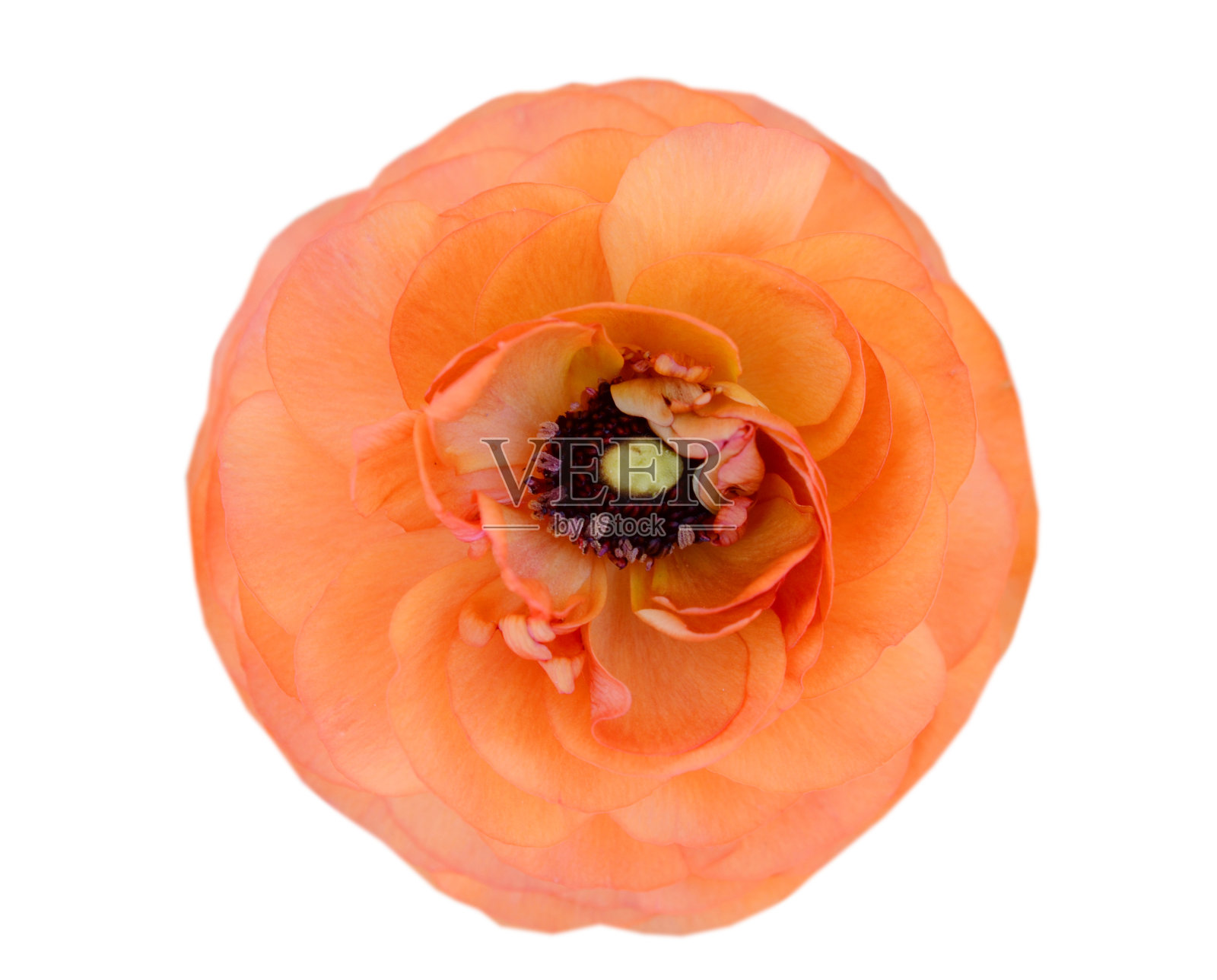 波斯毛茛花(毛茛属)头状花序，孤立白色照片摄影图片