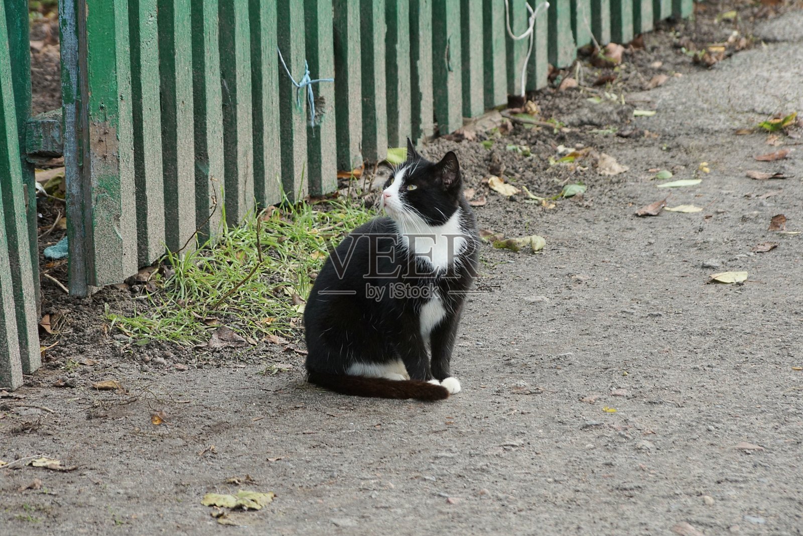 一只带斑点的猫坐着，看着灰色的柏油路照片摄影图片