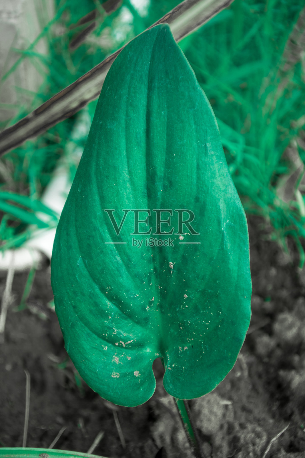 大绿叶在森林里照片摄影图片