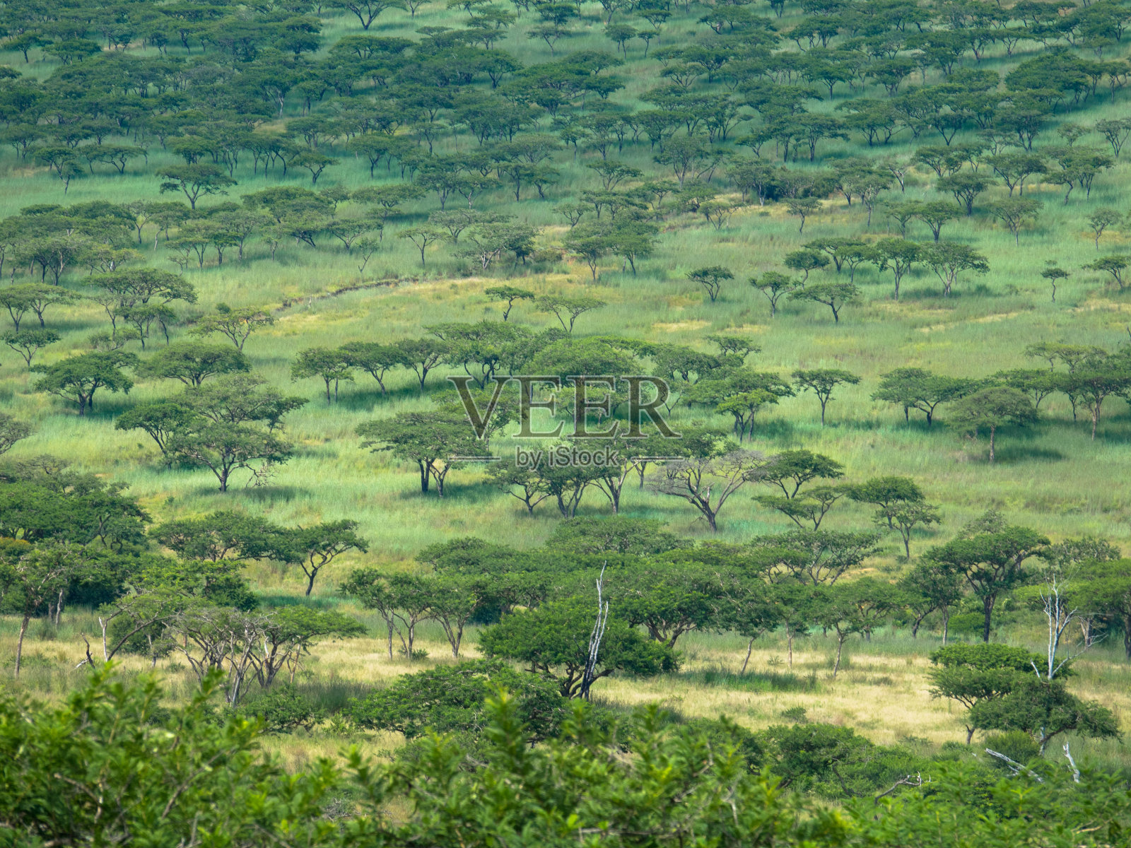 在南非国家公园的一个游戏开车的场景照片摄影图片