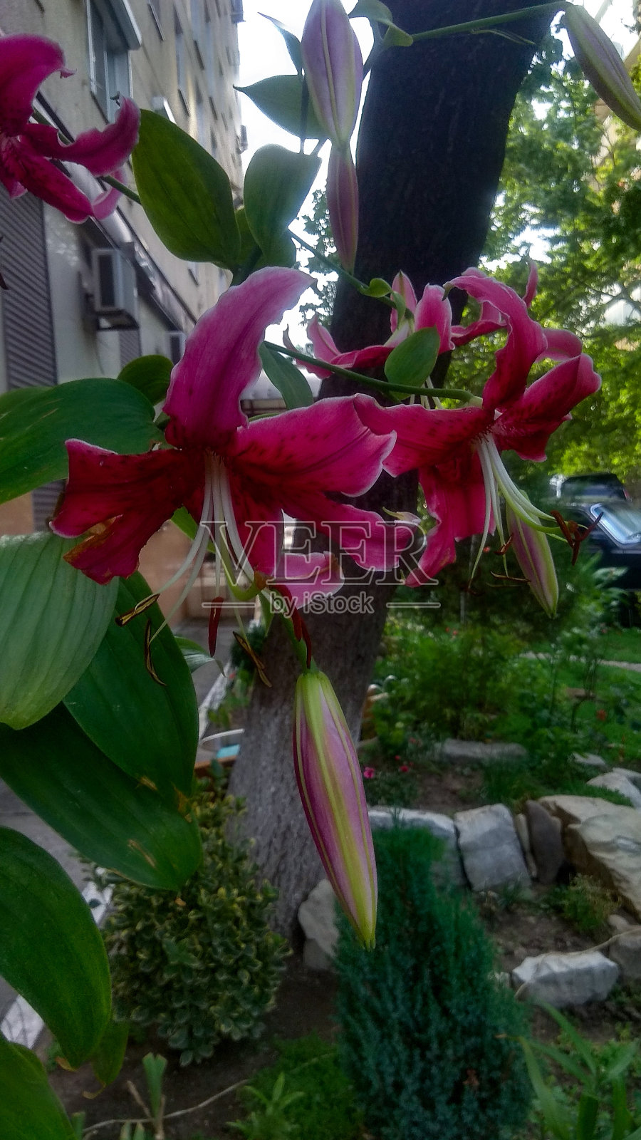 双色深深深粉红色的天星百合，有白色的花瓣边缘，弯曲的外部和向下的形状，大的花蕾对着庭院花园。照片摄影图片