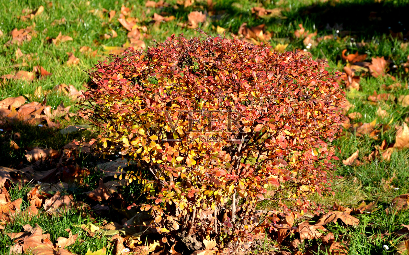 小檗(Berberis thunbergii)，俗称日本小檗(Japanese barberry)，是一种多刺、宽圆形的落叶灌木，有倒卵形的绿叶。秋天的树叶通常会变成迷人的橙色、黄色和红色照片摄影图片