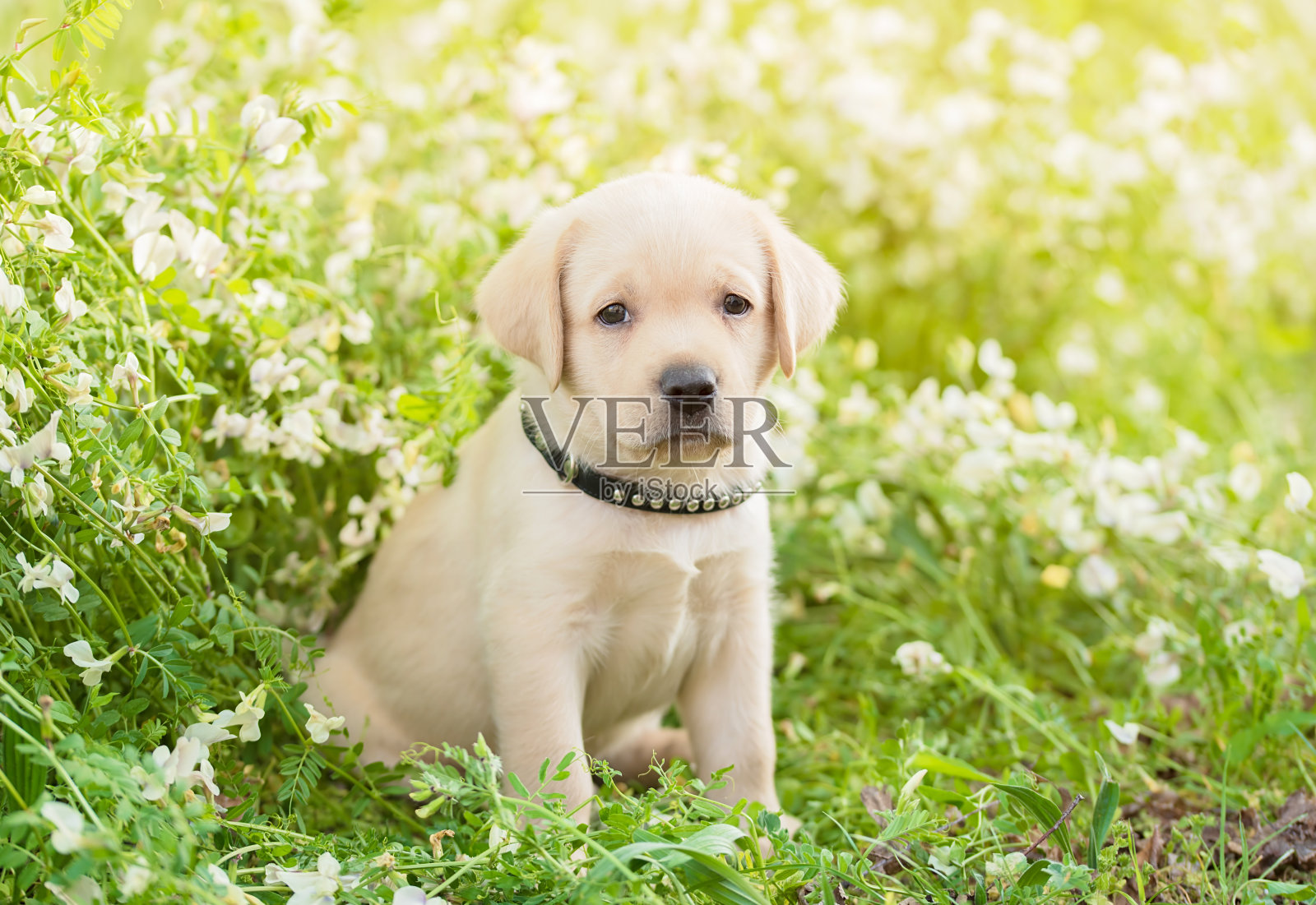 一只拉布拉多猎犬小狗坐在花地上照片摄影图片