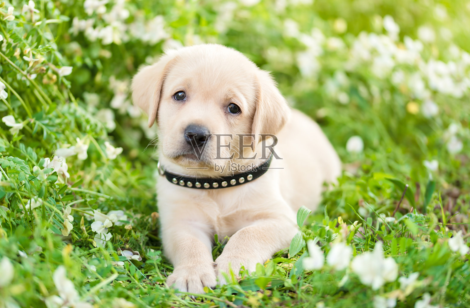 一只拉布拉多猎犬小狗坐在花地上照片摄影图片