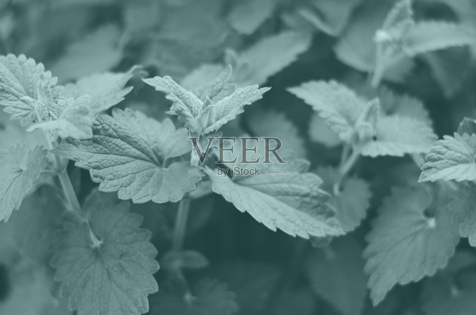 薄荷叶与软焦点作为背景。2021年趋势色照片摄影图片