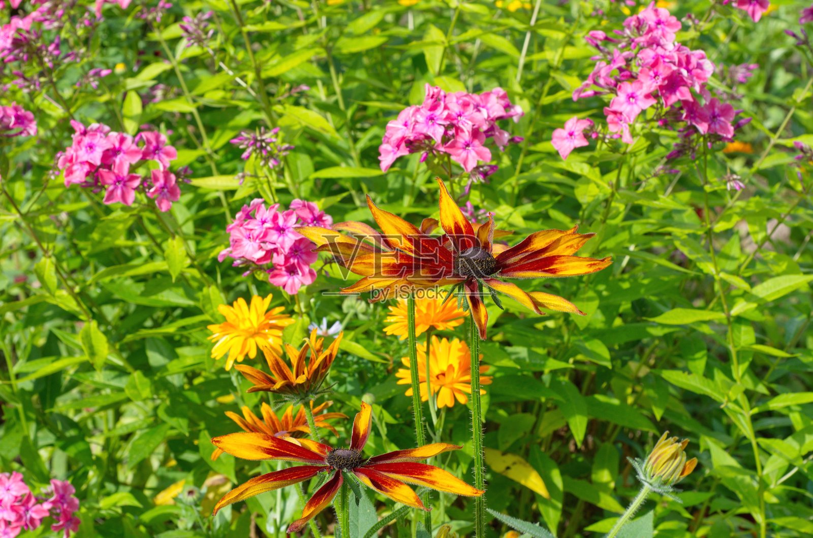 夏日花园中花坛上鲜艳的花朵照片摄影图片