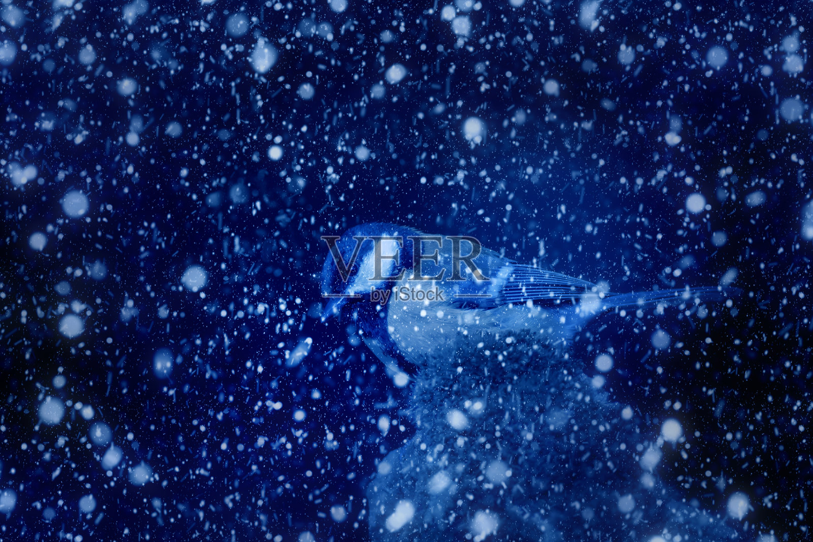 冬季和鸟类。雪下降。白色蓝色的自然背景。照片摄影图片