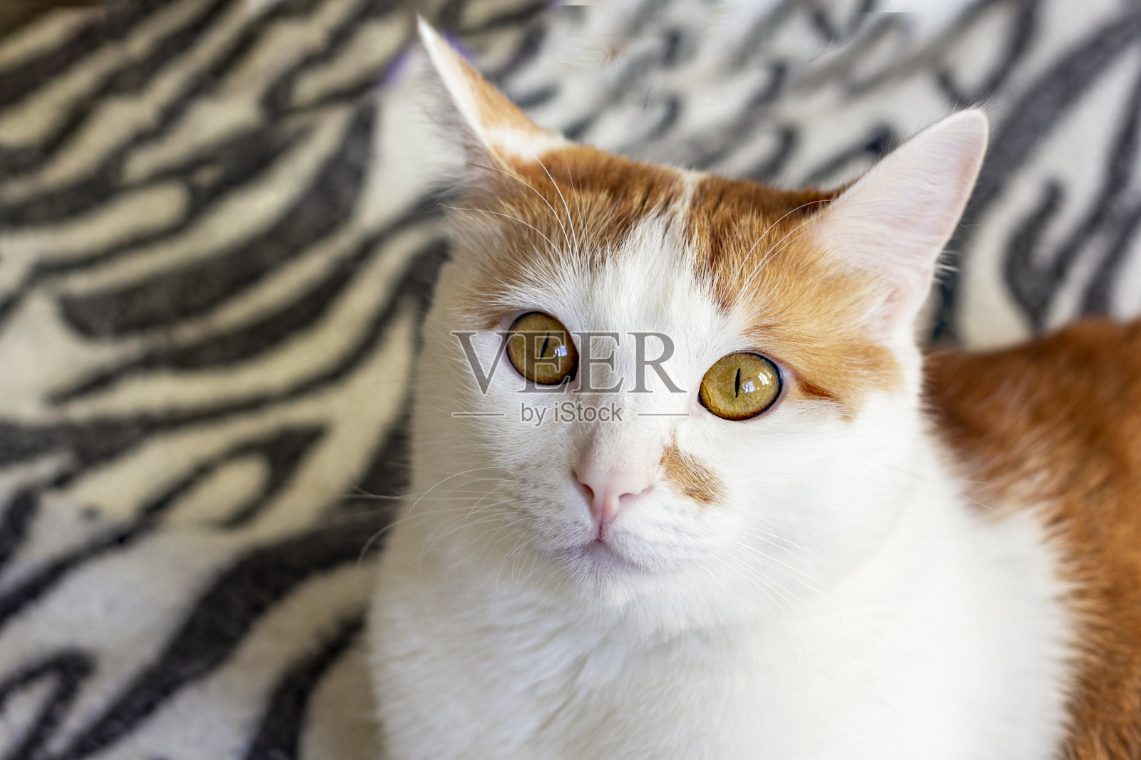 可爱的姜黄色小猫坐在毛条纹毯子上照片摄影图片