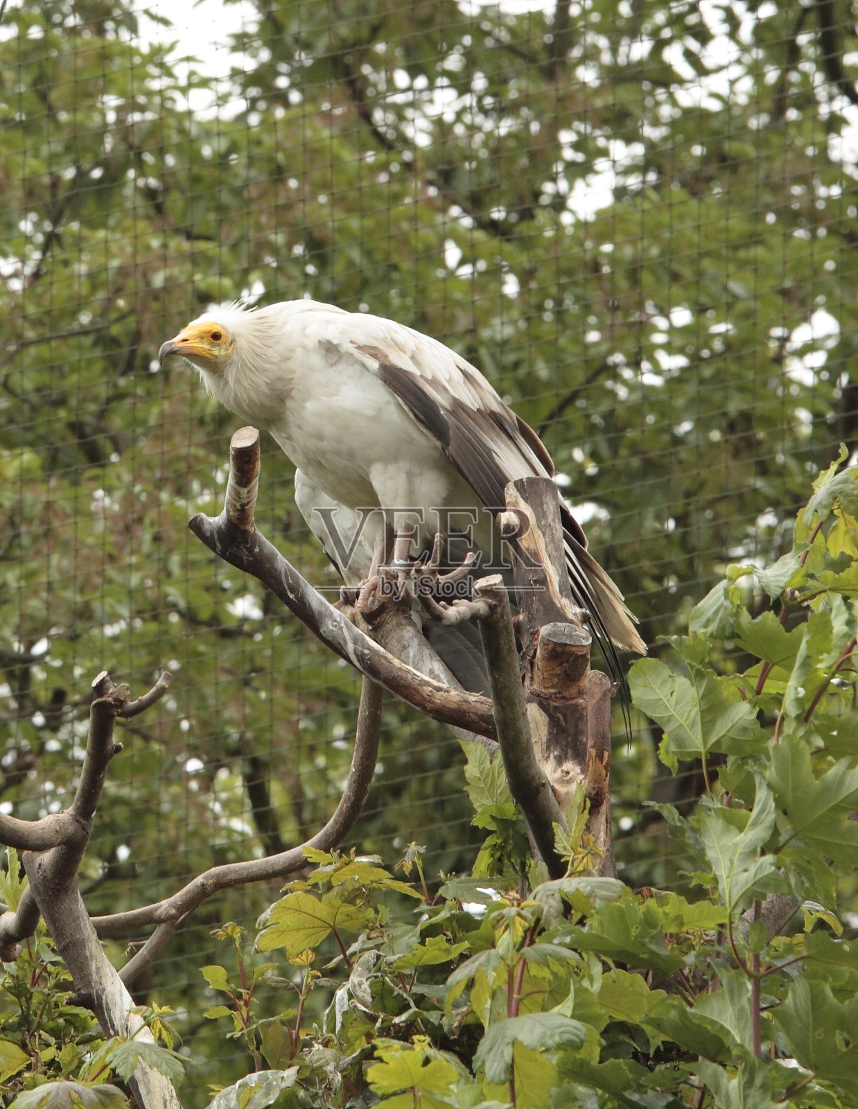 秃鹰在他的户外围栏照片摄影图片